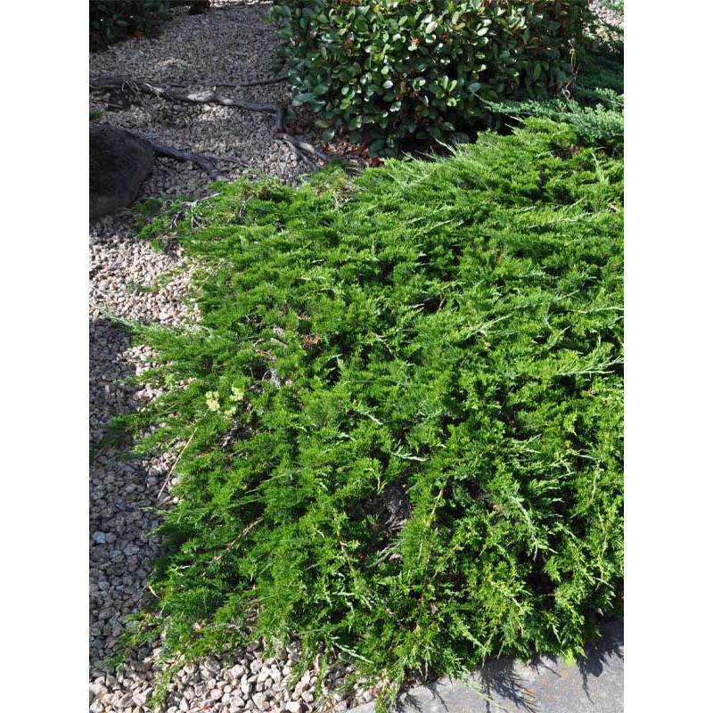 Можжевельник казацкий Тамарисцифолия (Tamariscifolia) С3