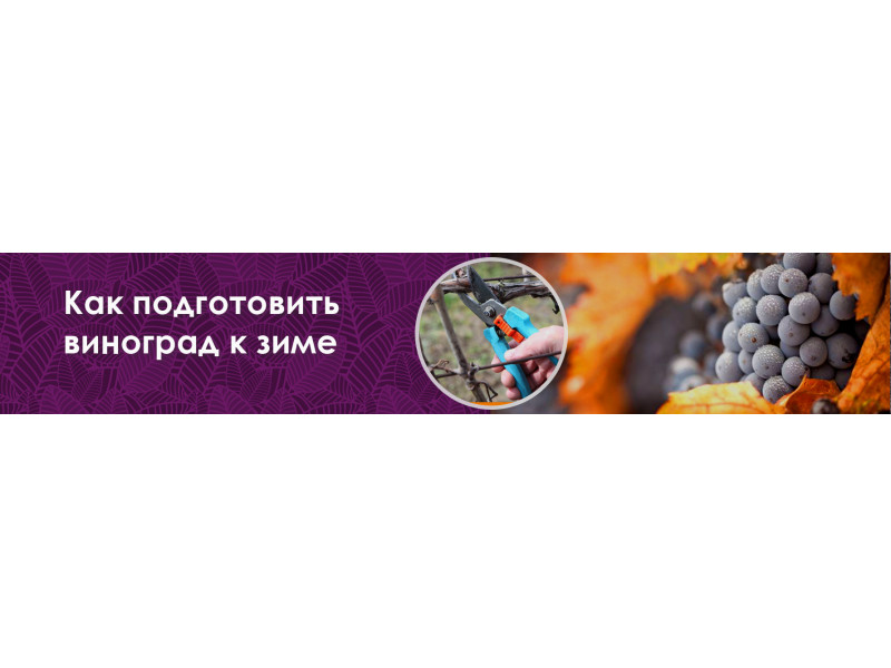 Як підготувати виноград до зими