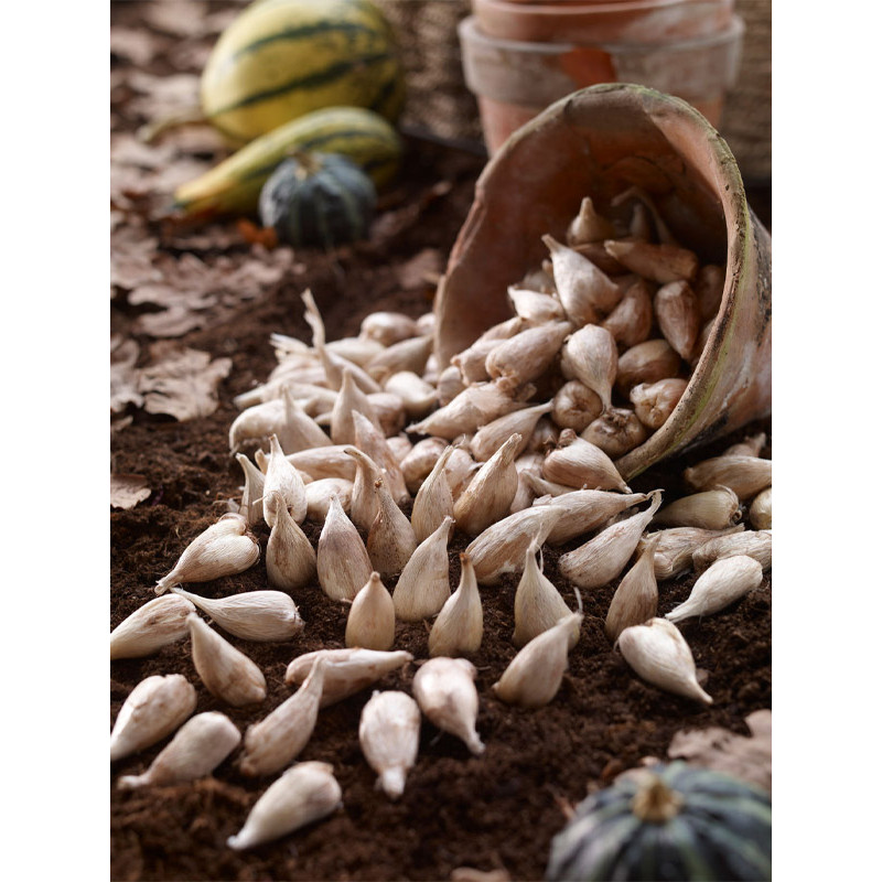 Фрезія Rose проста 5+