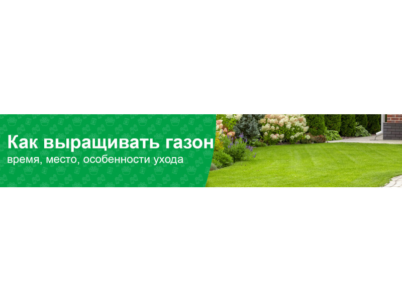 Як правильно садити газонну траву