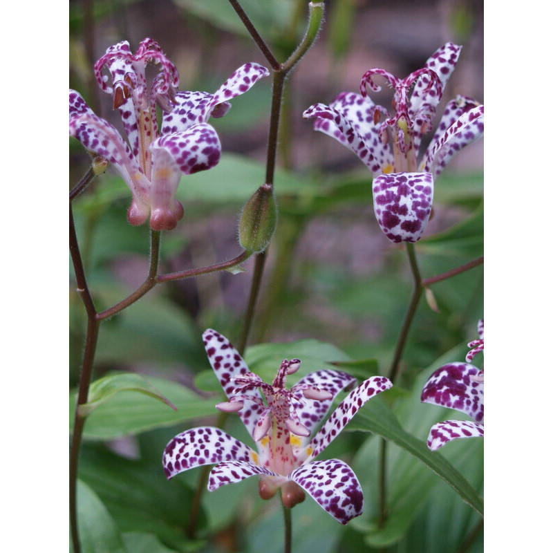 Трициртіс Purple Spotted (Перпл Спотед) (1 шт)