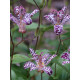 Трициртіс Purple Spotted (Перпл Спотед) (1 шт)