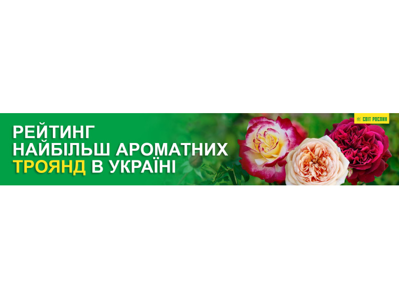 Рейтинг найбільш ароматних троянд в Україні