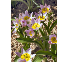 Тюльпан ботанічний Саксатіліс (Saxatilis) 5+