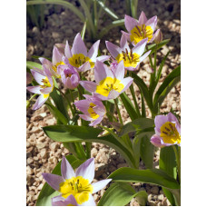 Тюльпан ботанічний Саксатіліс (Saxatilis) 5+