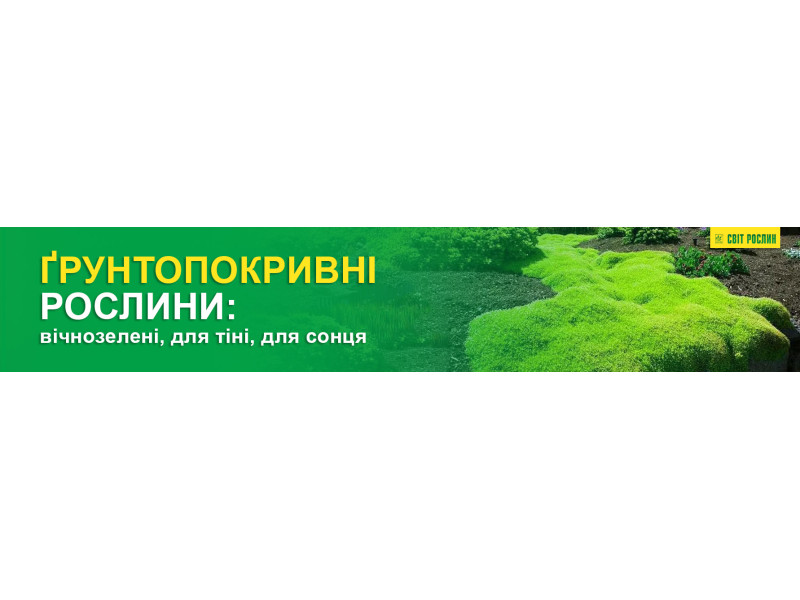 Ґрунтопокривні рослини: вічнозелені, для тіні, для сонця