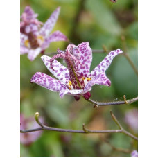 Трициртіс Purple Spotted (Перпл Спотед) (1 шт)