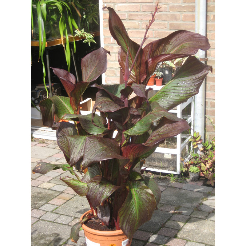 Канна Red King Humbert