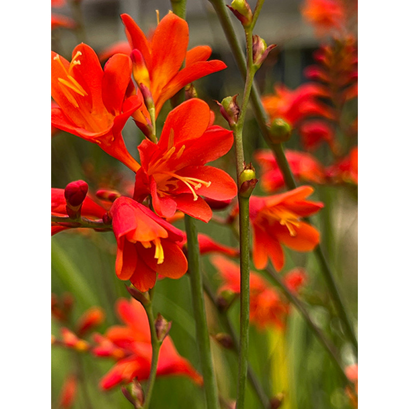 Крокосмия Ред Кинг (Red King) 6/8