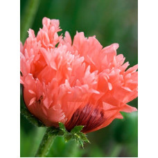 Мак Pink Ruffles (Пінк Раффлс) (1 шт)