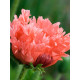 Мак Pink Ruffles (Пінк Раффлс) (1 шт)