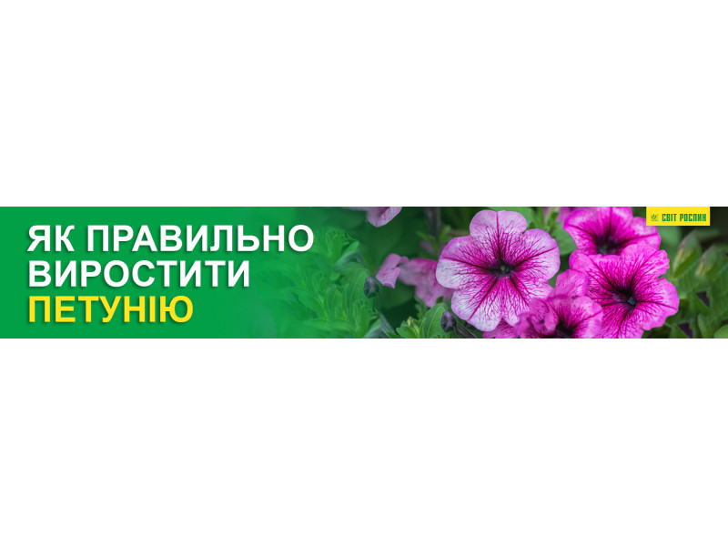 Як правильно виростити петунію