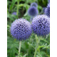 Мордовник банатский Топлоу Блю (Taplow Blue)