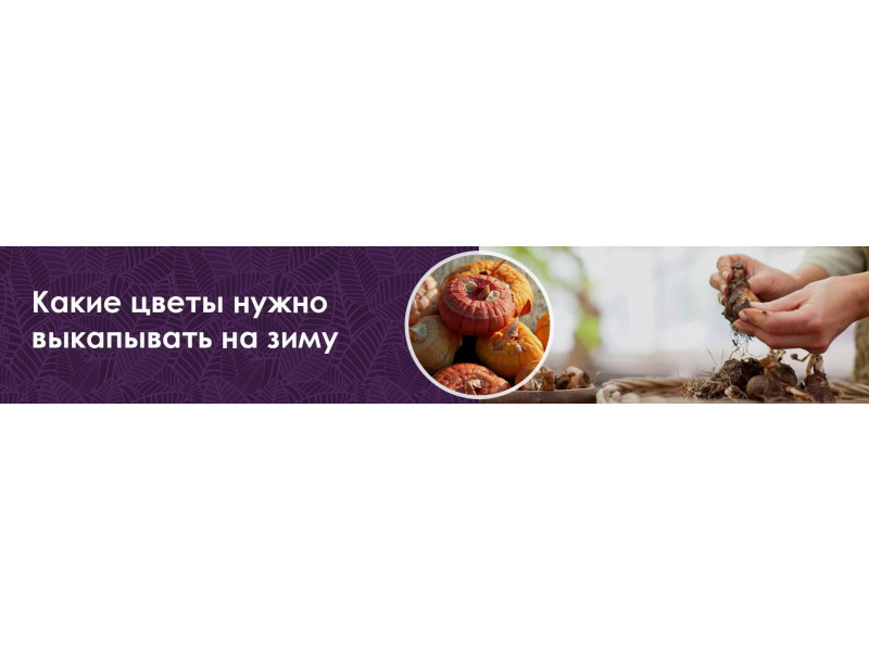 Які квіти потрібно викопувати на зиму