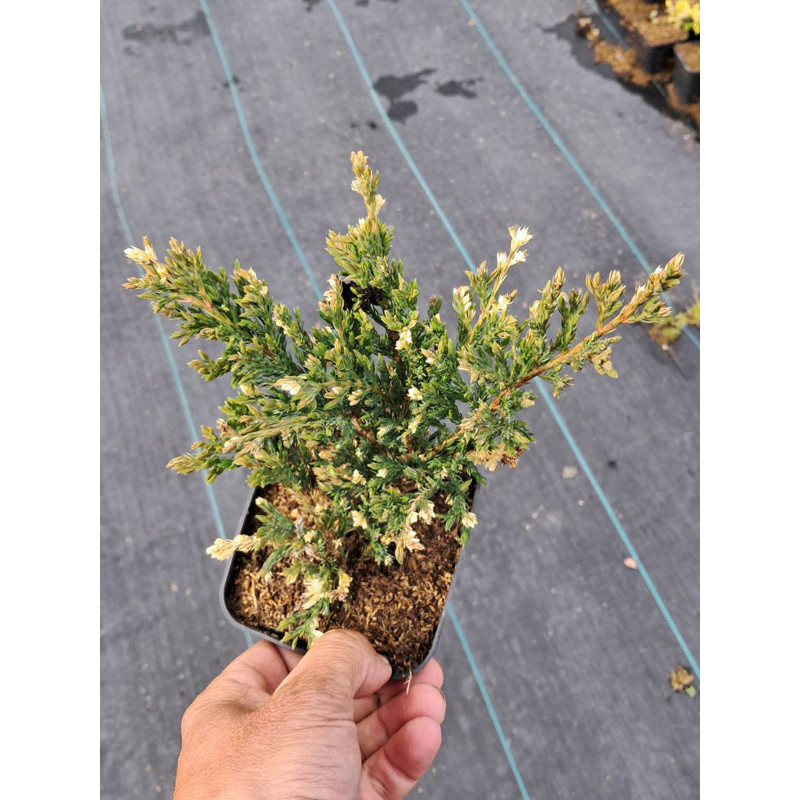 Ялівець горизонтальний Андорра Варієгата (Andorra Variegata) P9