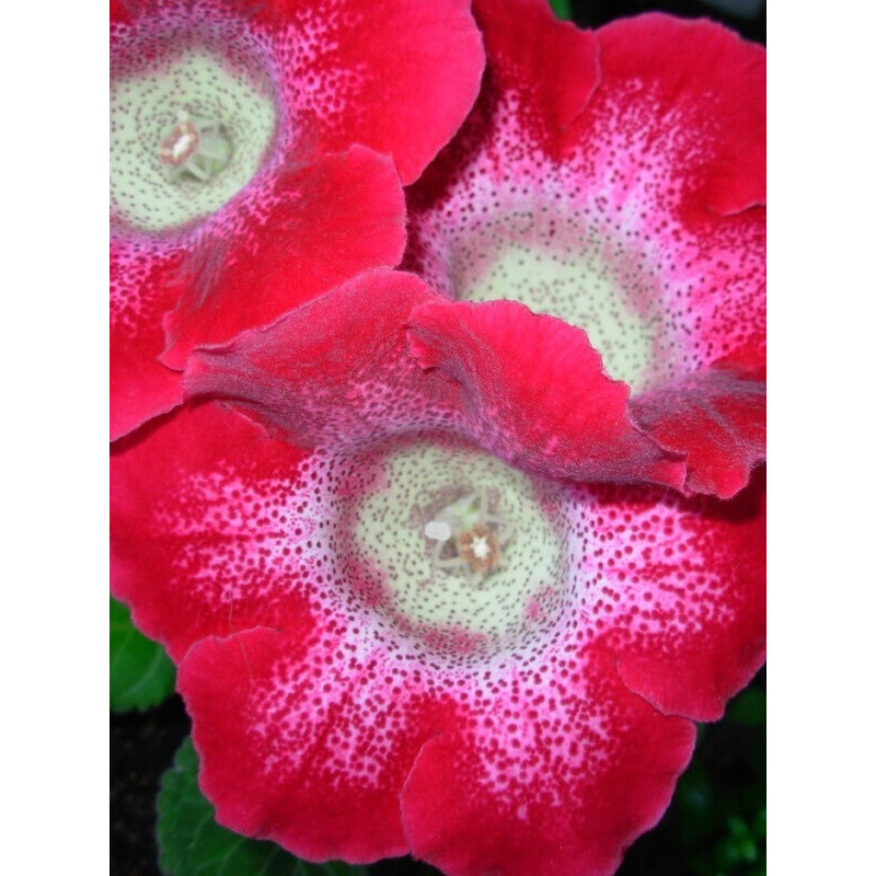 Глоксинія Corina (Коріна) 4/5