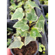 Плющ Variegata С1 10-15 см