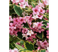 Вейгела квітуча Variegata С2.4