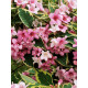 Вейгела квітуча Variegata С2.4