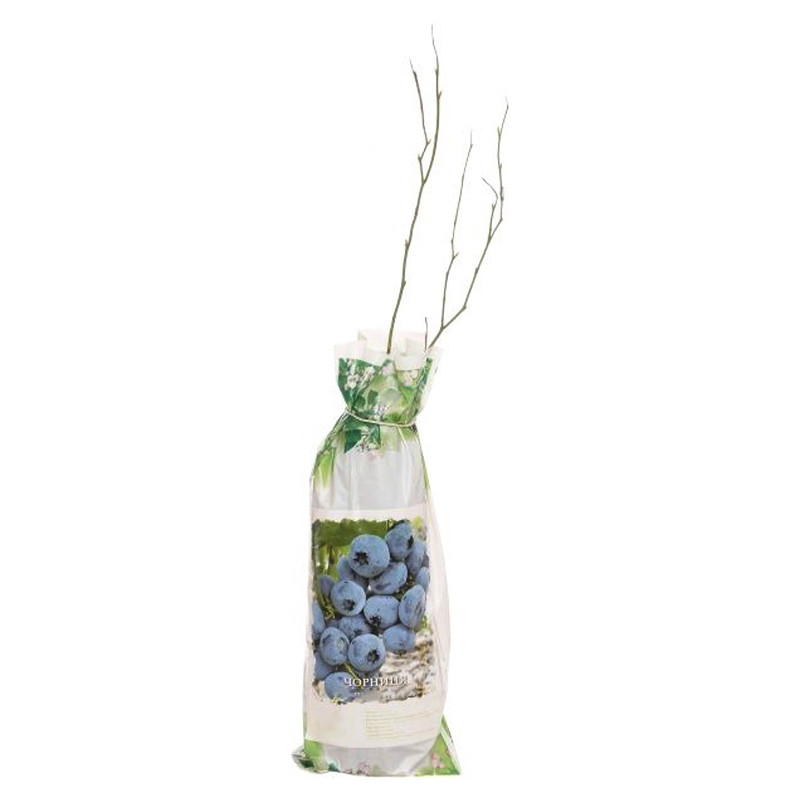  Лохина Чандлер середньопізня 3 роки 3 л
