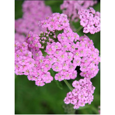 Ахілея (Деревій) Millefolium Lilac Beauty