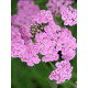 Ахиллея (Тысячелистник) Millefolium Lilac Beauty