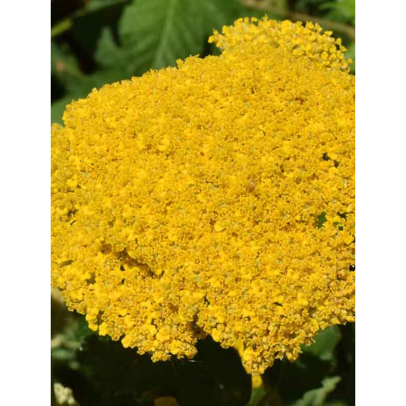 Ахілея (Деревій) Filipendulina