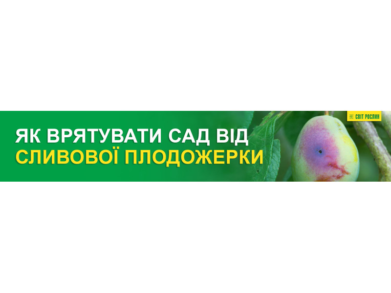 Як врятувати сад від сливової плодожерки