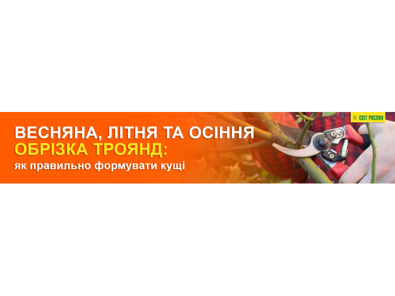 Весняна, літня та осіння обрізка троянд — як правильно формувати кущі