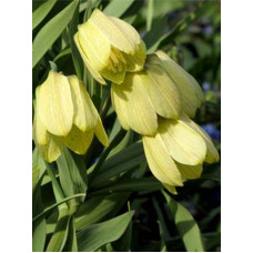 Рябчик Pallidiflorai 10/+