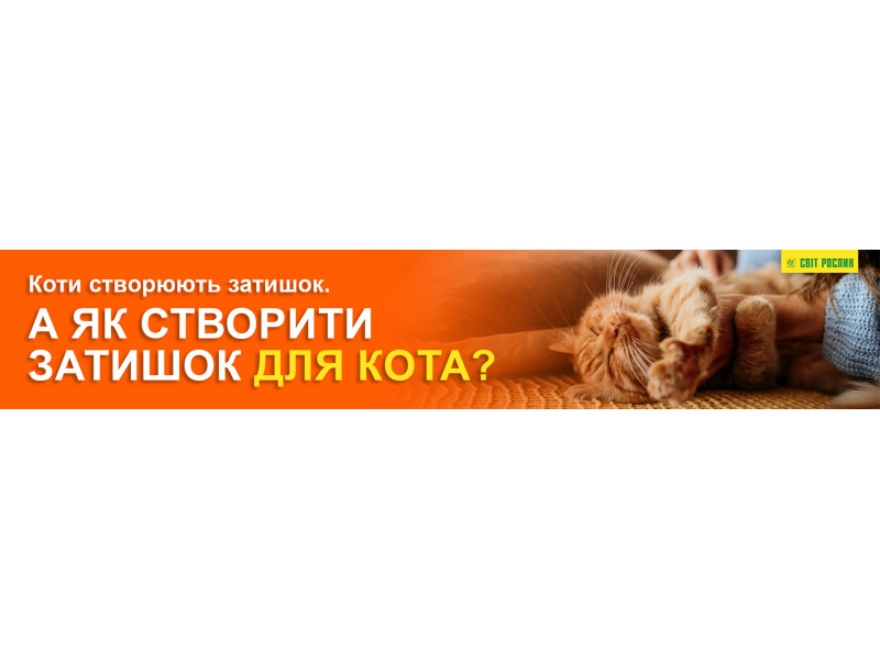 Коти створюють затишок. А як створити затишок для кота?