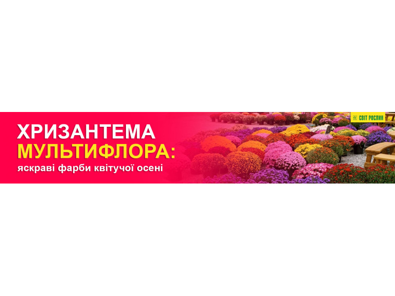 Хризантема мультифлора: яскраві фарби квітучої осені