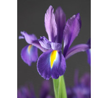 Ірис Discovery Purple