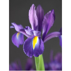 Ірис Discovery Purple