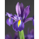 Ірис Discovery Purple