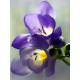Фрезия Blue Простая 5+