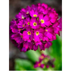 Примула Denticulata rubra