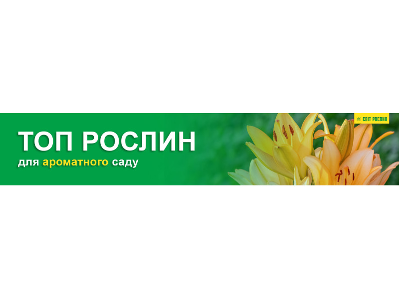 ТОП рослин для ароматного саду