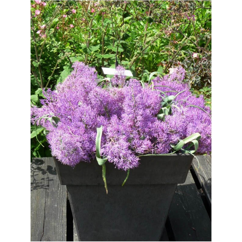 Мускарі Comosum Plumosum