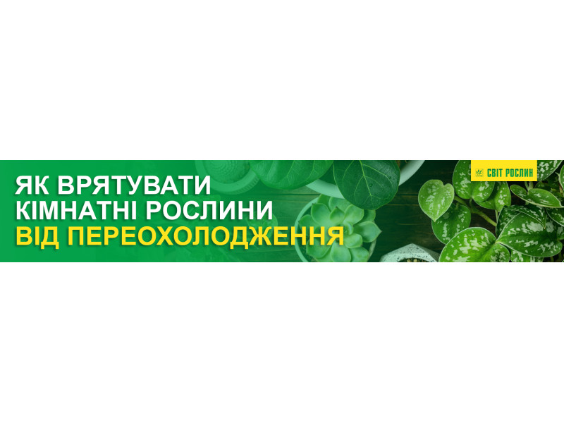 Як врятувати кімнатні рослини від переохолодження