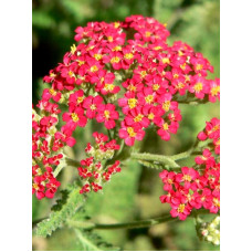 Ахілея (Деревій) Millefolium Cassis