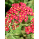 Ахиллея (Тысячелистник) Millefolium Cassis