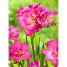 Фрезія Rose махрова 5+