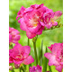 Фрезія Rose махрова 5+