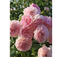 Троянда плетиста Роз Де Толбіак (Rose de Tolbiac)