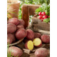 Семенной картофель Балтик Роуз, 1-я репродукция, ранний, 2,5 кг