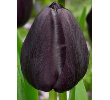 Тюльпан тріумф Black Bean (Блек Бін)