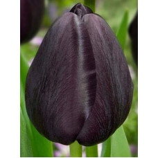 Тюльпан тріумф Black Bean (Блек Бін)