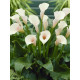 Кала Aethiopica 12/14 (1 шт)