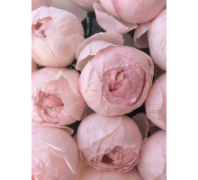 Троянда англійська Піоні Пінк (Peony Pink) 